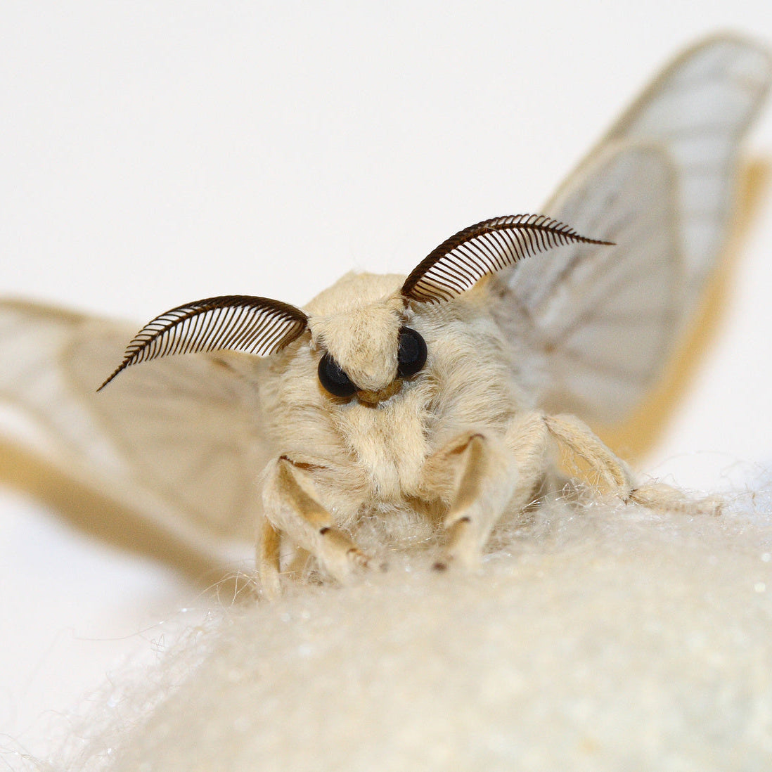 Von der Raupe zum Traumstoff: Wie Peace Silk entsteht