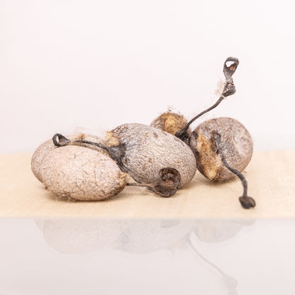 Seiden-Kokons vom Maulbeerspinner, Tussahspinner & Götterbaumspinner