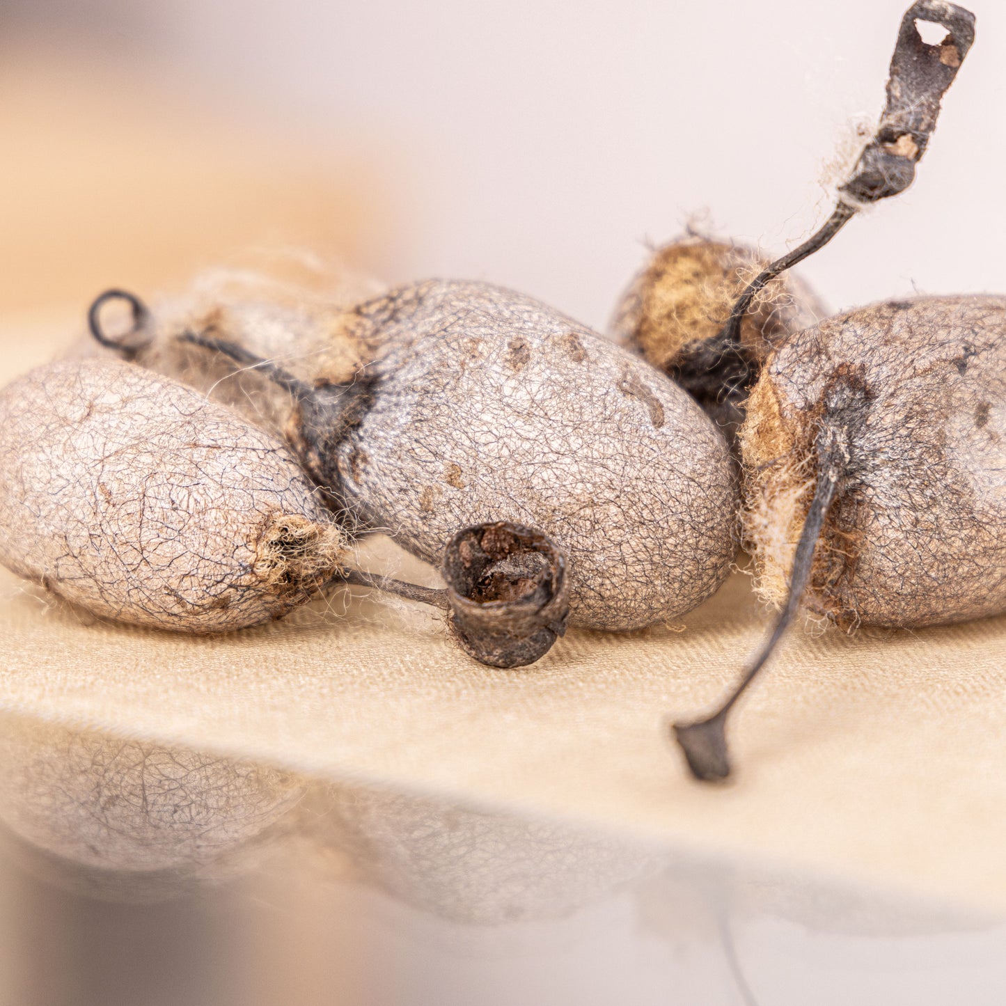 Seiden-Kokons vom Maulbeerspinner, Tussahspinner & Götterbaumspinner