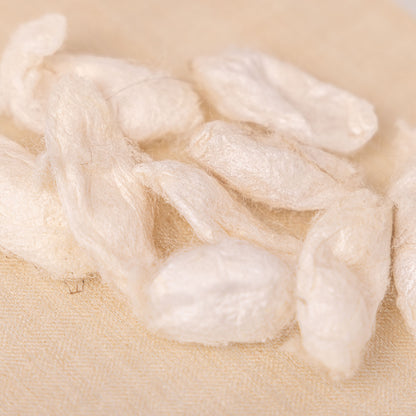 Seiden-Kokons vom Maulbeerspinner, Tussahspinner & Götterbaumspinner