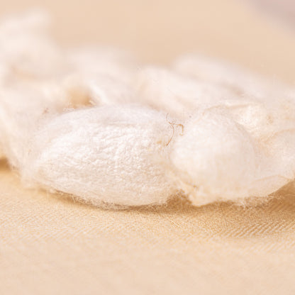 Seiden-Kokons vom Maulbeerspinner, Tussahspinner & Götterbaumspinner