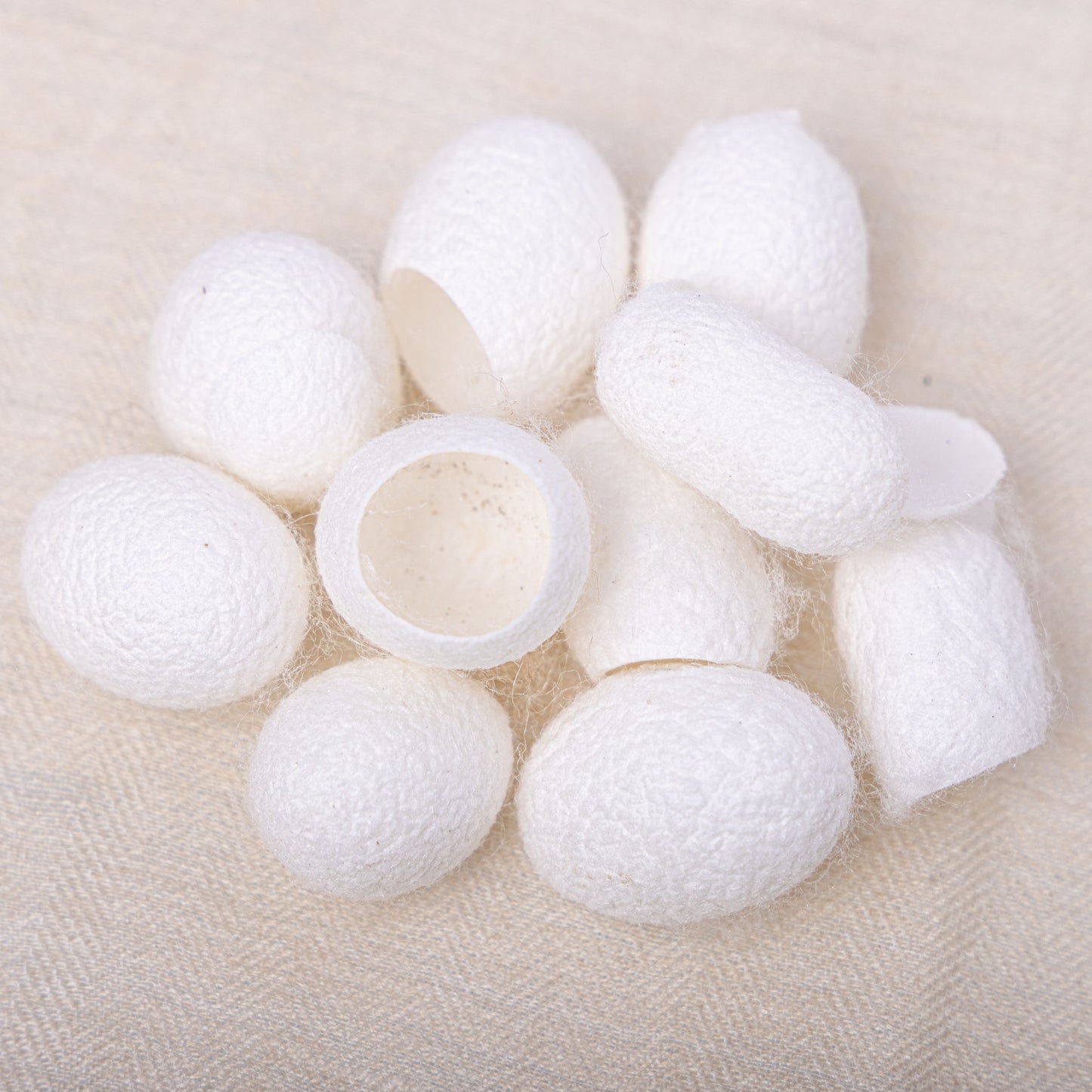 Seiden-Kokons vom Maulbeerspinner, Tussahspinner & Götterbaumspinner