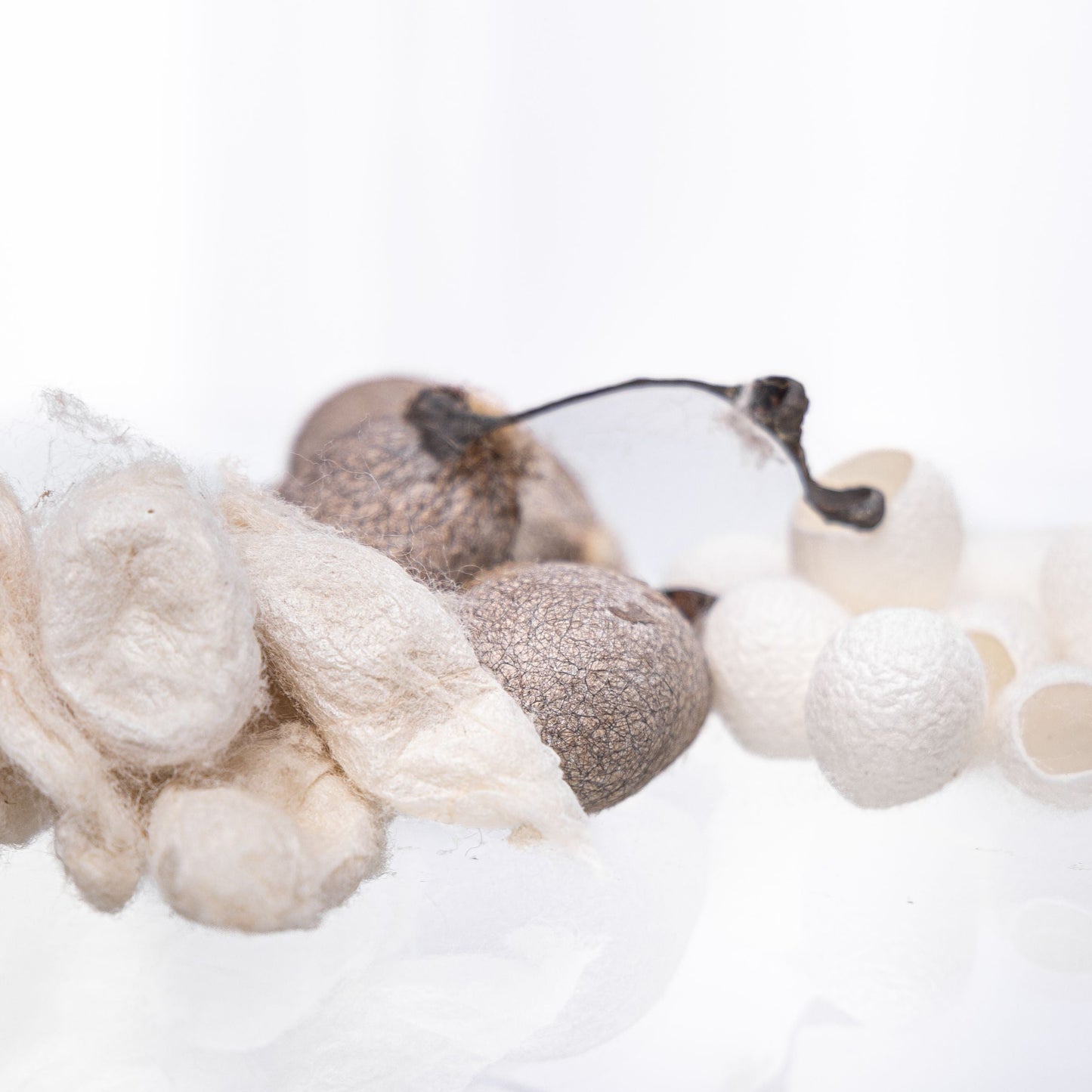 Seiden-Kokons vom Maulbeerspinner, Tussahspinner & Götterbaumspinner