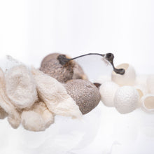 Seiden-Kokons vom Maulbeerspinner, Tussahspinner & Götterbaumspinner